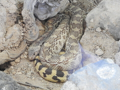 Pituophis catenifer