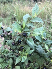 Atropa belladonna