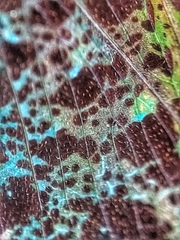 Penthicodes bimaculatus