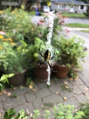 Argiope aurantia