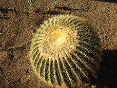 Kroenleinia grusonii