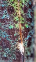 Penthicodes bimaculatus