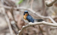 Cyornis sumatrensis