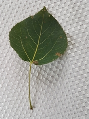 Populus tremuloides