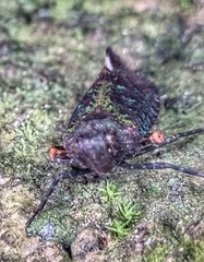 Penthicodes bimaculatus