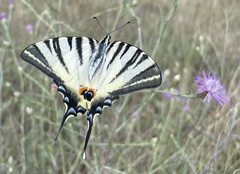 Iphiclides podalirius