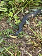 Coluber constrictor