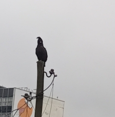 Lophaetus occipitalis