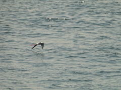 Himantopus himantopus