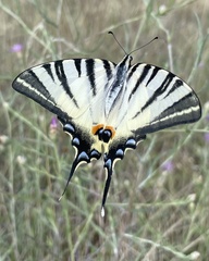 Iphiclides podalirius