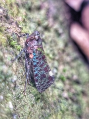 Penthicodes bimaculatus