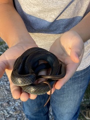 Coluber constrictor