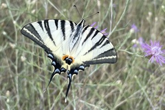 Iphiclides podalirius