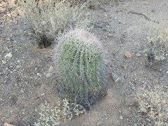 Ferocactus wislizeni