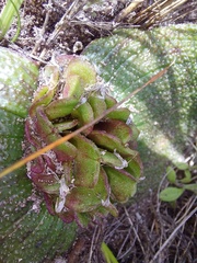 Massonia