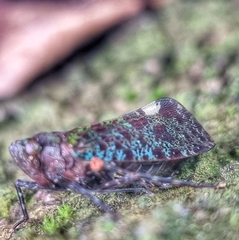 Penthicodes bimaculatus