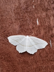 Campaea perlata