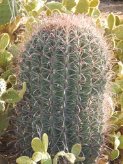 Ferocactus wislizeni