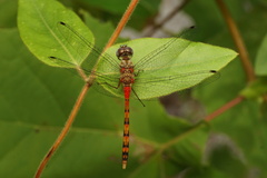 Sympetrum ambiguum