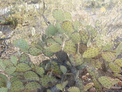 Opuntia engelmannii