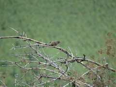 Emberiza citrinella
