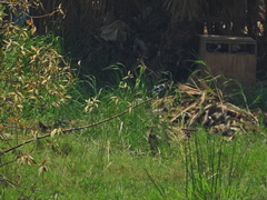Ceryle rudis rudis