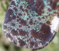 Penthicodes bimaculatus