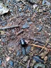 Anoplotrupes stercorosus