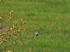 Ceryle rudis rudis