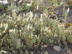 Opuntia microdasys