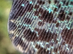 Penthicodes bimaculatus