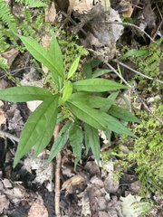 Doellingeria umbellata