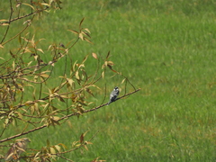 Ceryle rudis rudis
