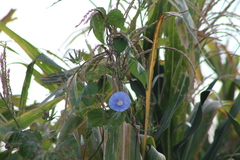 Ipomoea nil
