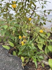Sonchus arvensis