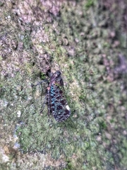 Penthicodes bimaculatus