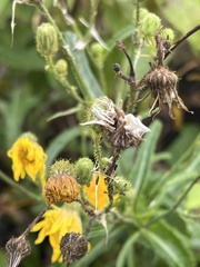 Sonchus arvensis