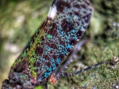 Penthicodes bimaculatus