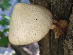 Fungi