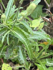 Sonchus arvensis