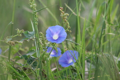 Ipomoea nil