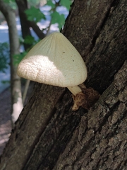 Fungi
