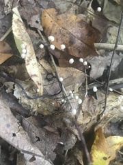 Marasmius capillaris