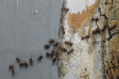 Dolichoderus thoracicus