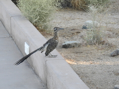 Geococcyx californianus