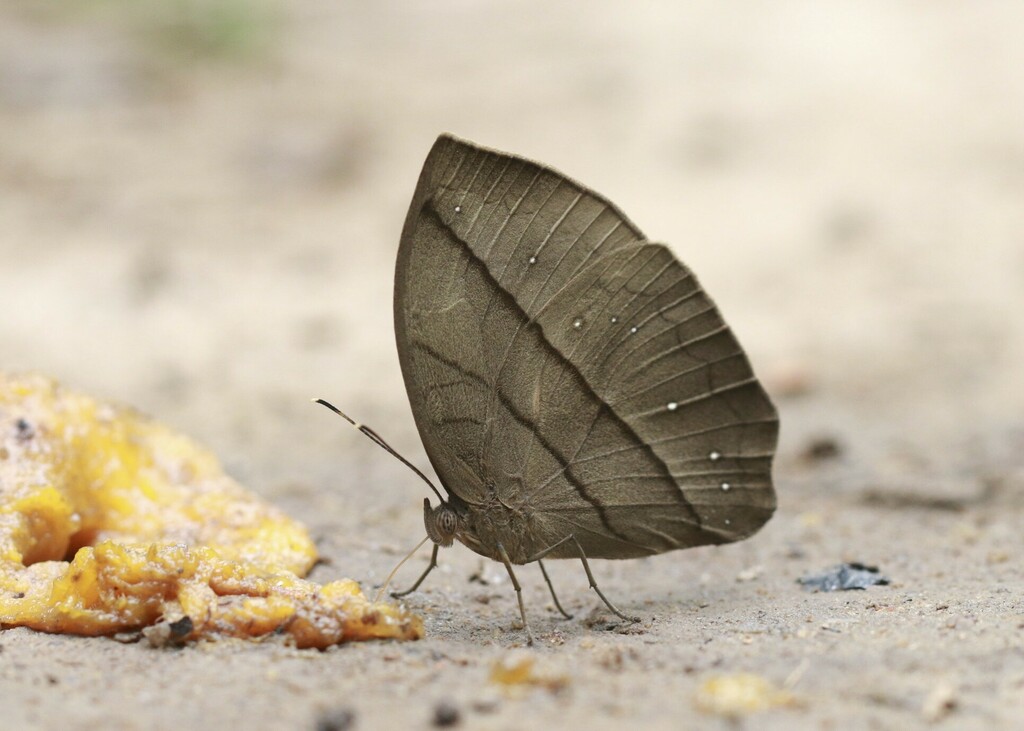 Grauer’s Bush Brown