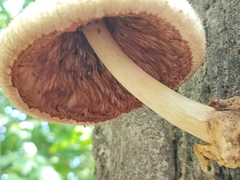 Fungi