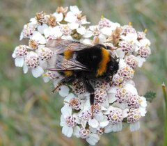 Bombus lucorum