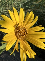 Diabrotica undecimpunctata