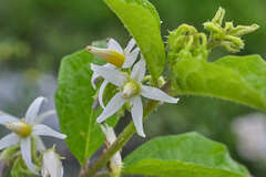 Solanum volubile